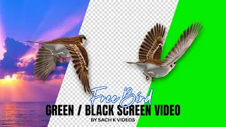 Sparrows Bird Flying Green Screen Video | Goraiya Bird Video NO COPYRIGHT #free #youtube #video #4k