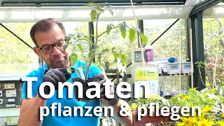 Tomaten pflanzen und pflegen - die besten Tipps für eine schmackhafte Ernte