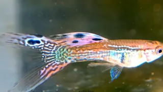 12 Different types of guppies by their tail