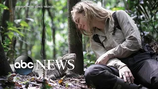 Samantha Zwicker rewilds ocelots in the Peruvian Amazon in 'Wildcat'
