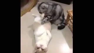 Funny cat massage