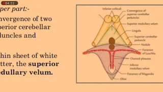 4th ventricle, rhomboid fossa