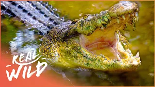 Nature's Deadliest Predators And Their Ingenious Survival Strategies | Race Of Life | Real Wild