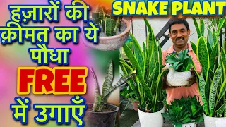 24 घंटे फ़्री में ऑक्सिजन देने वाले Snake plant को पत्तों से कैसे उगाएँ और मिट्टी कैसे तैयार करें