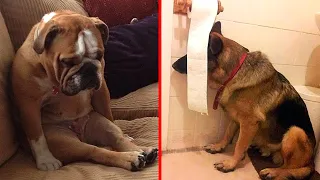 guilty dog face reaction - guilty dogs video compilation 2020 🐶 Who Did That?
