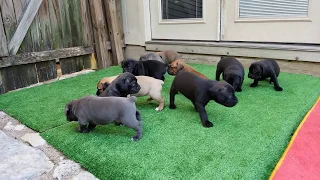 4 week old Cane Corso puppies