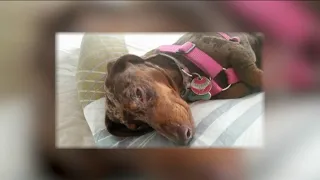 NYPD searching for 10-year-old dog stolen from Bronx apartment