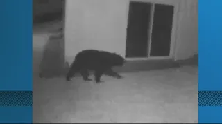 Police search for black bear spotted in Maryland
