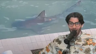 HasanAbi Reacts to The Shark Tier List