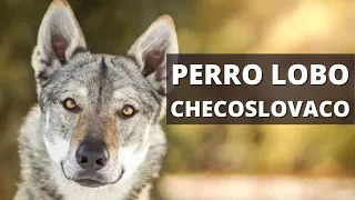 EL PERRO LOBO CHECOSLOVACO 🐺 CARACTERÍSTICAS Y TODO LO QUE DEBES SABER!