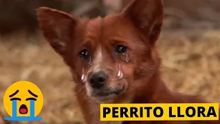 6 Emotivos Reencuentros De Animales Con Sus Dueños😭😭 | PARTE 2