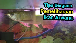 TIPS YANG BERGUNA UNTUK PEMELIHARAAN IKAN ARWANA