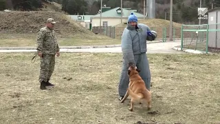 Собака бывает кусачей: погрануправление провело конкурс среди четвероногих защитников границы