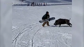 Wild boar attacks snowboarders at ski resort