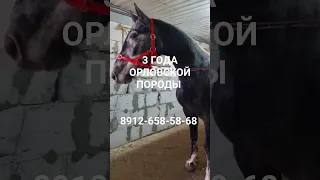 КОБЫЛА 3 ГОДА ОРЛОВСКОЙ ПОРОДЫ 8912-658-58-68