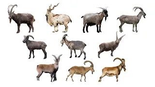Wild Goat Species | Capra Genus Goats | Family: Bovidae, Genus: Capra