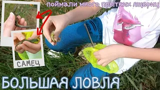 БОЛЬШАЯ ловля / Ловля ящериц