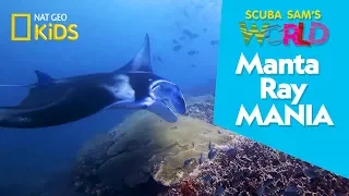 Manta Ray Mania | Scuba Sam's World