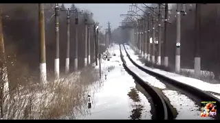 " Заяц - дорожник - железнодорожник "Русская гончая Баян  вл. Шамгин А.Ю.