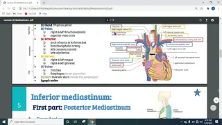 Mediastinum Anatomy  complete | Thorax | Anatomy|| Dr Najid