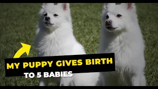 Indian Spitz (Pomeranian) gives birth to 5 Puppies