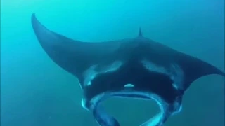 Diving with Humpback Whales and Manta Rays in Mozambique