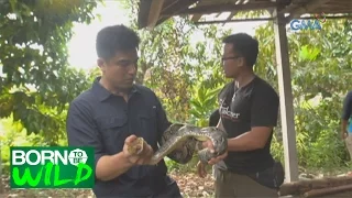 Born to be Wild: Doc Ferds Recio and Agus Putra rescues a Bali Reticulated Python