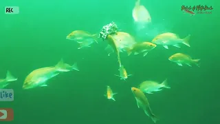 kehidupan ikan kakap merah di dalam laut