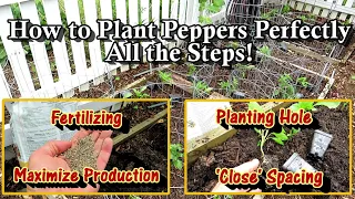 How to Plant Peppers Perfectly: The Planting Hole, Fertilizer, Spacing & How to Maximize Production