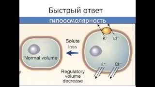 Как клетки поддерживают постоянство объема Горячев А.С.