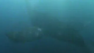 Mega Shark Versus Giant Octopus [2009] - Whale Screen Time