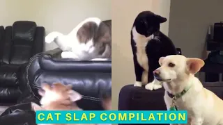 Cat Slap Compilation - Cats Being Jerks