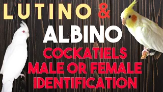 Cockatiels Gender Identification | Lutino & Albino Cockatiels Gender | Cockatiels Male or Female