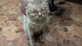 Abandoned by his owner and leave it to face miserable, disease and loss (rescue cat before & after)