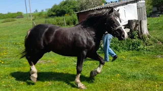 Жеребець 🐴💪на Паровку Коні🐴🔥ваговози.Тернопільщини Коні і Україні