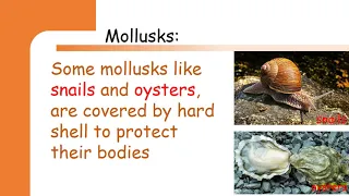 Mollusks, the second group of invertebrates