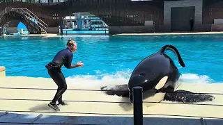 Discover the majesty of SeaWorld’s Killer whales