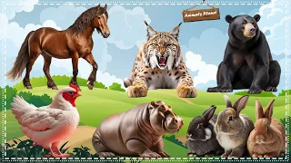 Cutest Animal Sounds Around the World: Horse, Lynx, Sun Bear, Chicken, Hippopotamus, Rabbit
