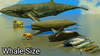 Whale Size Comparison | Monster Whale | Blue whale vs bloop