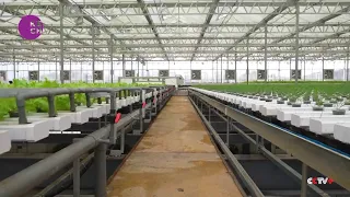 Chinese aquaponics factories combine fish, vegetable farming for sustainable production