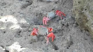Caranguejo-Aratu Vermelho- Crab