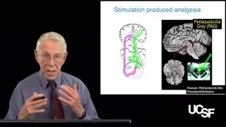 Howard Fields, MD, PhD, The Placebo Effect Part 3: Neural Mechanisms of Pain Relief