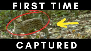 5 RARE cats CAUGHT on Camera Traps