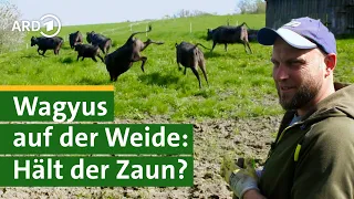 Zaun bauen für Wagyu-Rinder: Bauer Georg packt an! Hofgeschichten #3 | Sommer | Unser Land | BR