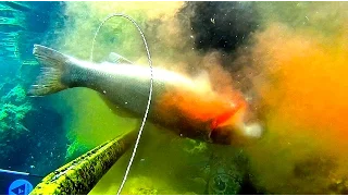 Ψαροντουφεκο Λαβρακια   Spearfishing Sea Bass