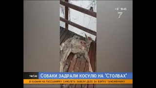 На красноярских «Столбах» бродячие собаки снова загрызли оленя
