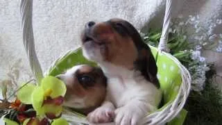 3 week old Beagle Puppy Howling