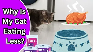 Do Cats Go Through Phases Of Eating Less?