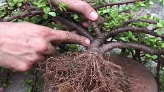 How to make bonsai from Jade plant