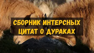 Лучшие цитаты о дурках (Цитаты и Афоризмы)